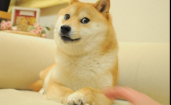 Dogecoin posilňuje, Bitcoin ETF klesajú pred americkými voľbami